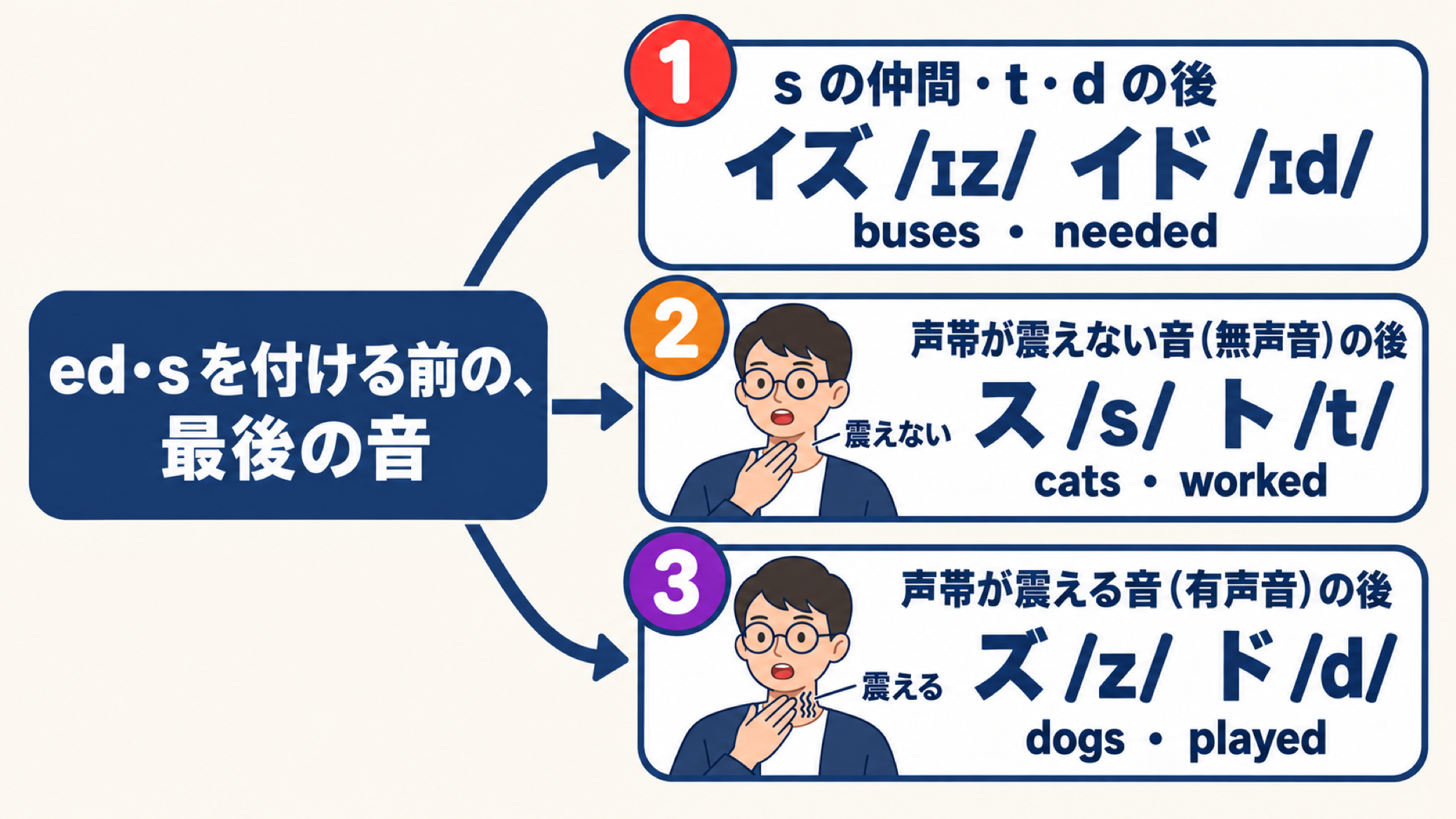 ed・s を付ける前の最後の音から3本に分岐する図。①s の仲間・t・d の後はイズ /ɪz/・イド /ɪd/（buses・needed）、②声帯が震えない音（無声音）の後はス /s/・ト /t/（cats・worked）、③声帯が震える音（有声音）の後はズ /z/・ド /d/（dogs・played）。②③には喉に手を当てたキャラクターの小さな絵があり、震えない／震えるを示す